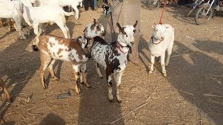 Teddy Goats Or Breeding Goats  For Sale iN Faisalabad Mandi 2019-2020