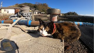 保護猫島ではありません　猫島・猫の楽園と呼ばれている青島へ行ってきましたが・・・②-Goproバージョン 動画内に大切なメッセージがあります#30