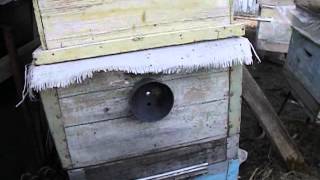 весеннее воровство пчел - весенние работы с пчелами