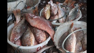Memilih langsung ikan ikan segar hasil tangkapan nelayan pulau