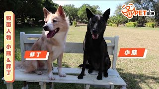 【哈寵PETube】第104集 小熊&胖丁 #封面人物