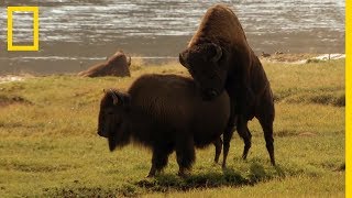 Le rut chez les bisons de Yellowstone