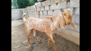 bakra mandi bakra for sale makhe cheena bakra mandi in sahewal mandi