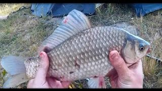 Рыбалка. Ловля карася на пружину .Чесночный Cukk Puffi. Макуха.