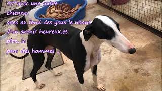 l'adoption d'un lévrier galgo 1