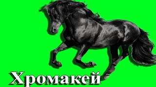#Хромакей . Завораживающий Арабский скакун.