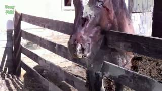 Best Funny Horses Fail Videos Compilation NEW HD | funny horse