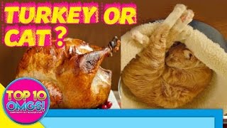 Top 10 Funny Cats Sleeping In Weird Positions