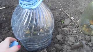 Розы в картошке 2.ч. Roses in potatoes 2.h.
