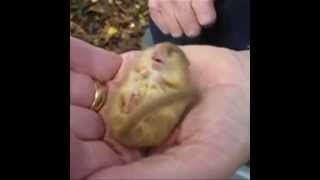 Как же сладко он спит!)) Сделайте звук погромче!))