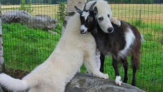 Cute Puppy Goat Compilation