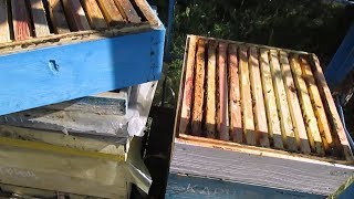 Карника или карпатка и местные пчелы Развитие отводков на подсолнух