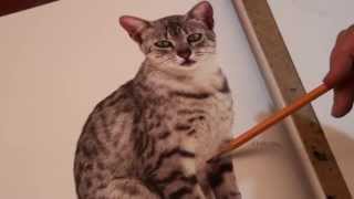 Рисуем кошку часть 1