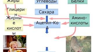 Энергетический обмен в клетке