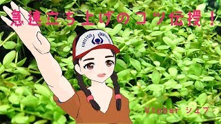 一週間でニューラージパールの絨毯