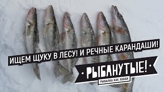 Поиск щуки в корягах зимой! И речные судачки. Зимняя рыбалка на реке Обь