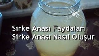 SİRKE ANASI, NASIL OLUŞUR, FAYDALARI, NASIL KULLANILIR, SAKLANIR, Sağlıklı Yaşam | Köy Yolum | Sirke