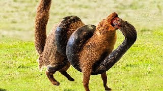 5 Shocking Snake Attacks Caught on Camera