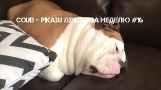 COUB - Pikabu лучшее за неделю #16