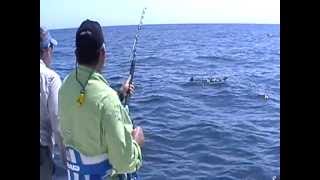 Sharking on the "Perseverance"