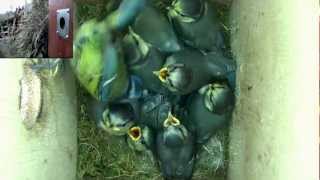 Cyanistes caeruleus chicks Day 19 30th May 2012