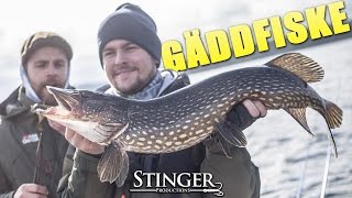 Gäddfiske med Anton Tsvetkov, Roy Ridbäck och Jacob Lexe!