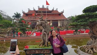 SH.2410.Cây Hoa Gạo bám đá độc đáo quá trời tại triển lãm Văn Giang. Hà Nội