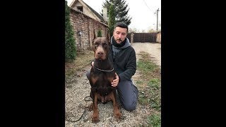 European Doberman - Fahir Giddy Blossom ZTP