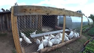 ВОЛЬЕР? ДЛЯ ИНДЮШАТ?
