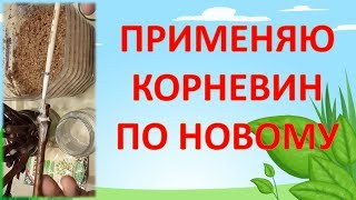 КОРНЕВИН ДЛЯ ЧЕРЕНКОВ ВИНОГРАДА?. Как укоренять виноградный черенок. Как вырастить виноград.