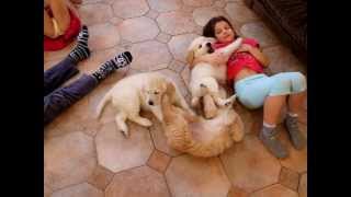 Щенки золотистого ретривера и дети! Golden Retriever Puppies!
