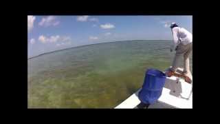 Tarpon Fishing Adrenalin Rush