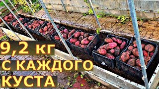 СВЕРХ УРОЖАЙ картофеля ТРЕХМЕТРОВАЯ ботва. Выращивание картофеля в грядках коробах
