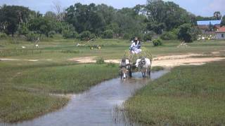 Sri Lanka,ශ්‍රී ලංකා,Ceylon,Ox Cart,Bullock Cart,Rice Field