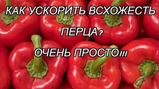 ПОСЕВ СЛАДКОГО ПЕРЦА С ЗАМАЧИВАНИЕМ СЕМЯН! ЧАСТЬ 2
