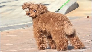 산책중 길고양이 밥줬을때 강아지 반응