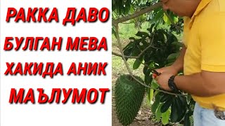 ДАВОСИ ЙУК ДАРДГА ШИФО БУЛГАН МЕВА ХАКИДА АНИК МАЪЛУМОТ,ГУВАНАБАНА СЕХИРЛИ МЕВА