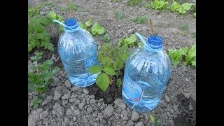 Капельный полив из пластиковых бутылок