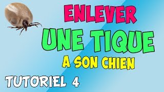 Comment enlever une TIQUE à son chien.