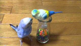 おしゃべりインコぴのこ　遊ぼうよ！