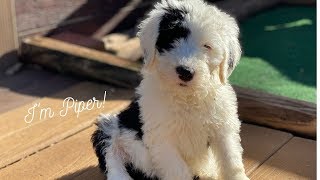 8 Week Old Sheepadoodle - Piper