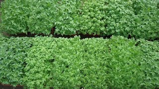 ПОСЕВЫ 2019. РАССАДА НА ПРОДАЖУ - КОГДА СЕЯТЬ ТОМАТЫ? Ольга Чернова.