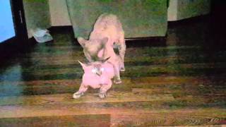 Вязка кота и кошки Девон-рекс / Mating cats Devon-rex
