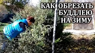 Будлея уход осенью.  Как обрезать будлею  на зиму