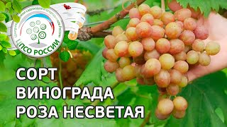 Сорт винограда Роза Несветая. ? Описание сорта винограда Роза Несветая.
