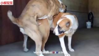 動物の交尾馬の交配では交配犬の交配育種します