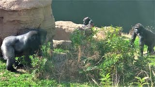 恋の駆け引き シャバーニとネネ love game gorilla  Shabani & Nene ⑨