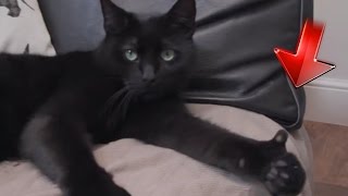 Смешное видео про животных. Подборка за Ноябрь