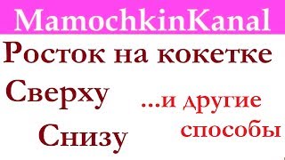 Росток на кокетке Виды вязания ростка Сверху, снизу и другие Вязание крючком