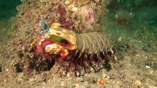 Eggs Underwater
